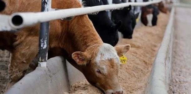 «الزراعة»: المشروع القومي لإحياء البتلو حقق طفرة في إنتاج مصر من اللحوم والألبان