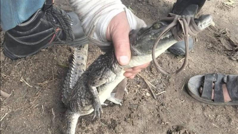 اصطياد تمساح قرية الزوامل بالشرقية بعد 6 أيام من البحث