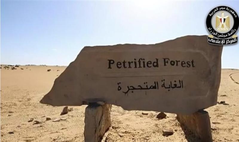 حقيقة ما أُثير بشأن التعدي على الأشجار المتحجرة داخل محمية الغابة المتحجرة بمنطقة التجمع