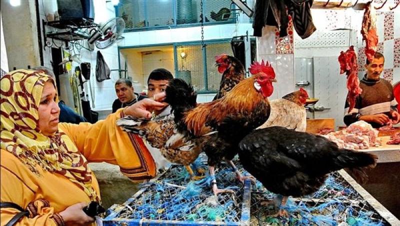 «مفيش أمراض».. السبب الحقيقي لارتفاع أسعار الدواجن في الأسواق