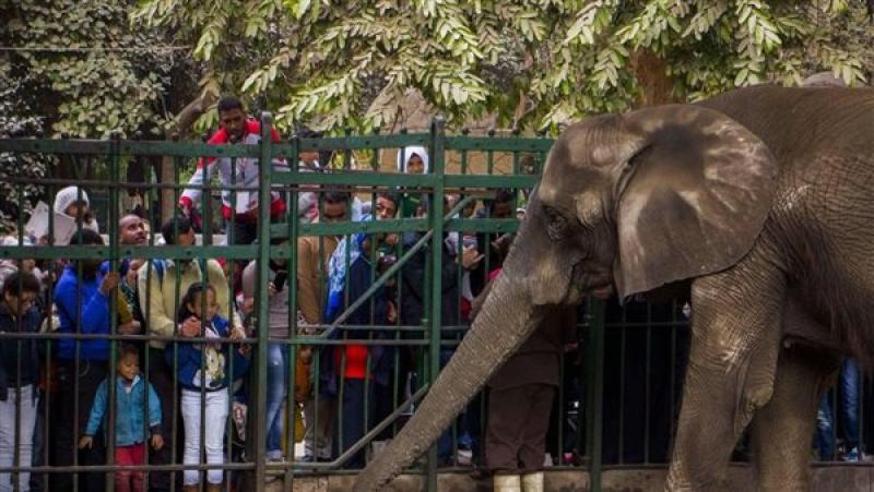 «جنينة الحيوانات» تتصدر التريند.. قصة الاسم الأصلي لحديقة الحيوان بالجيزة وموعد افتتاحها