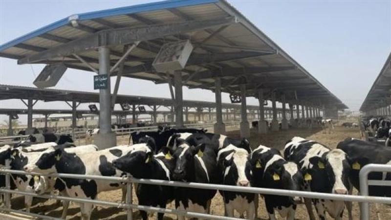 860 ترخيص تشغيل لمشروعات الإنتاج الحيواني والداجني وحملات مكثفة على مصانع الأعلاف