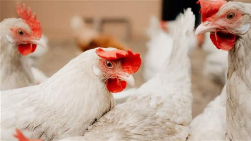 «هرمونات التسمين».. بيان رسمي يكشف حقيقة سرعة نمو الإنتاج الحيواني والدواجن