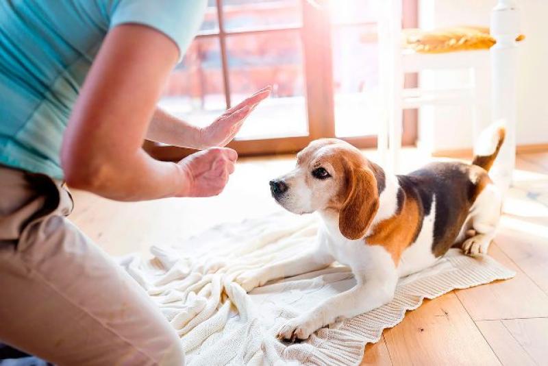 هل اقتناء الكلب داخل المنزل حرام؟.. أمين الإفتاء يجيب