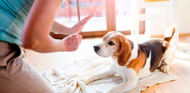 هل اقتناء الكلب داخل المنزل حرام؟.. أمين الإفتاء يجيب