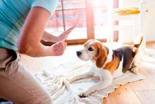 هل اقتناء الكلب داخل المنزل حرام؟.. أمين الإفتاء يجيب