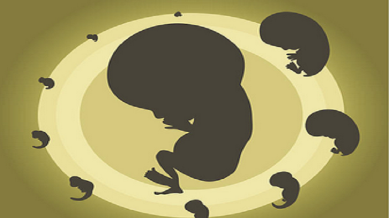 القصة الكاملة لواقعة العثور على أجنة داخل جوال بالمنيا: صندوق قمامة وأجنة مشوهة