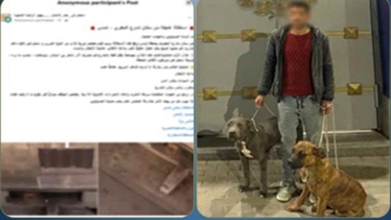 القبض على متهم بتعذيب قطة حتى الموت في الإسكندرية بعد تداول فيديو صادم