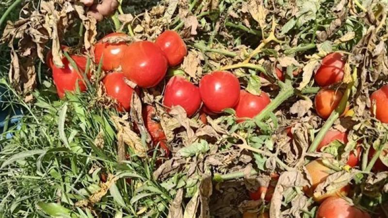 في ثالث أيام العيد.. «الزراعة» تتفقد التجارب والبرامج البحثية بمحطة بحوث شندويل