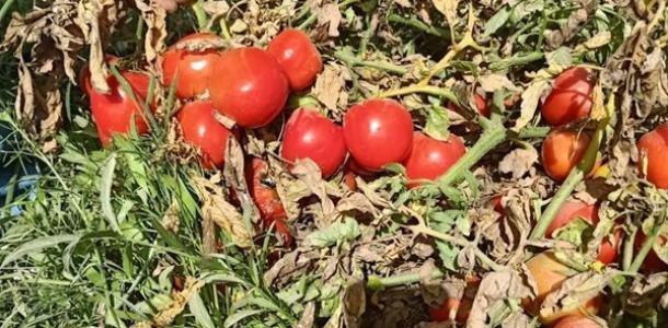 في ثالث أيام العيد.. «الزراعة» تتفقد التجارب والبرامج البحثية بمحطة بحوث شندويل