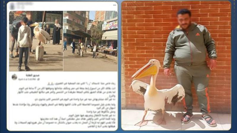 للدعاية وجذب الزبائن.. الداخلية تكشف ملابسات فيديو «البجعة المربوطة» بالغربية وتسلم الطائر للجهات البيطرية