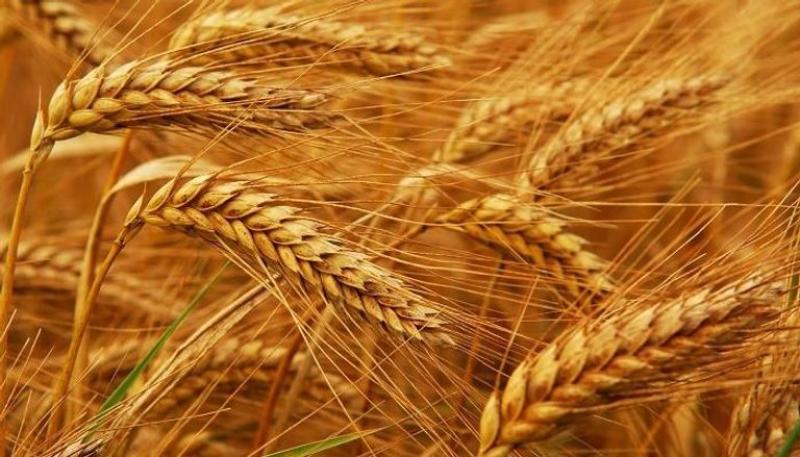 عاجل| رئيس الوزراء: توريد 4.8 مليون طن قمح من المزارعين