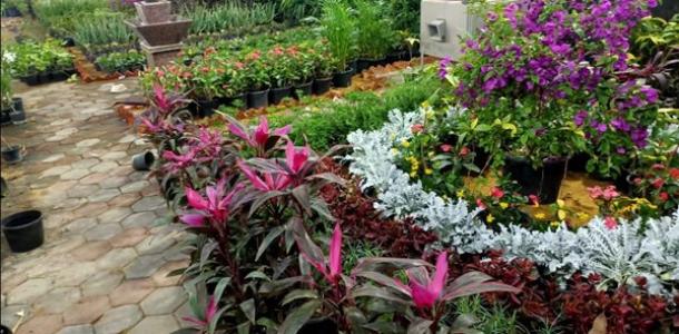 وزارة الزراعة تستعد للافتتاح الرسمى لمعرض زهور الربيع غدًا