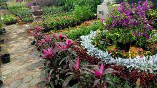 وزارة الزراعة تستعد للافتتاح الرسمى لمعرض زهور الربيع غدًا