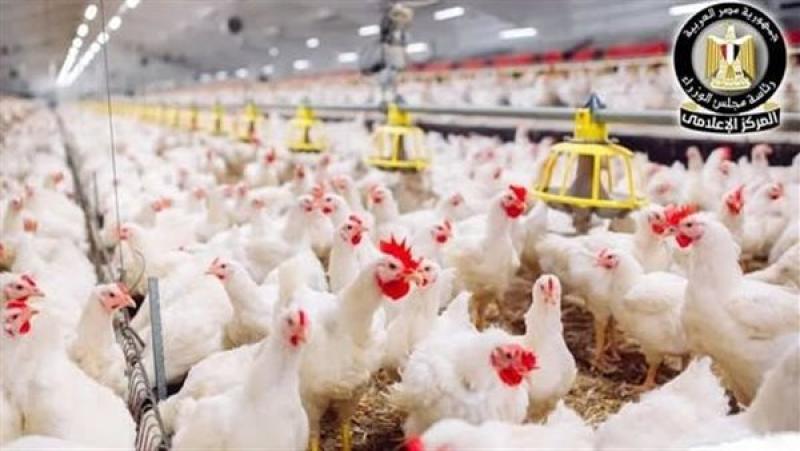 حقيقة ارتفاع أسعار الدواجن في مصر بعد قرار التصدير.. رد رسمي من الاتحاد العام للمنتجين