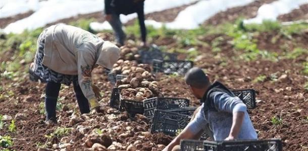 إطلاق مشروع لدعم الاقتصاد الزراعي بقيمة 7.5 مليون يورو في لبنان