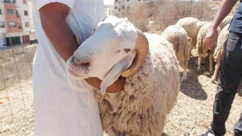 نصائح مهمة من «الزراعة» لفحص الأضحية قبل الشراء.. كيف تختار أضحية سليمة وصحية؟