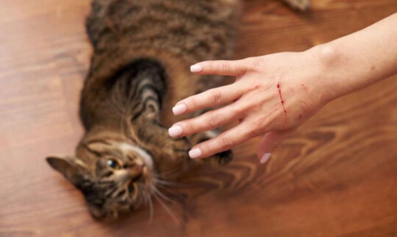 وزارة الصحة: غير صحيح تسجيل «خربشة القطط» كعضات كلاب
